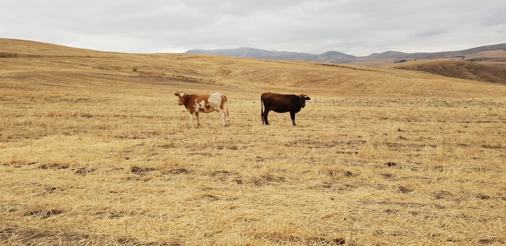 brown and black cow on field at daytime