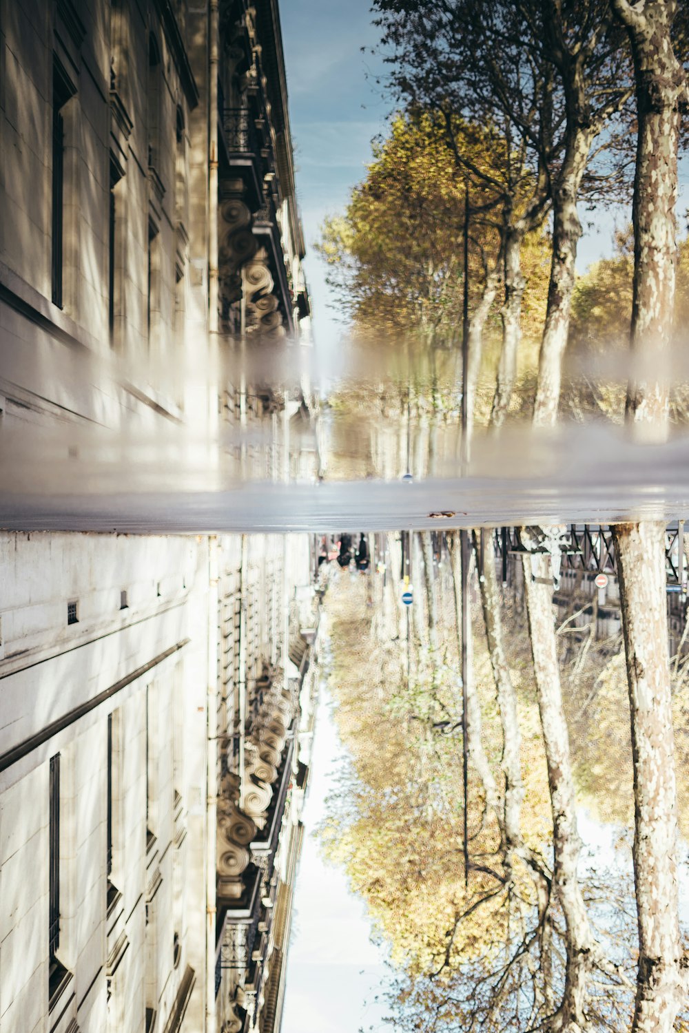 glassy wet sidewalk lined with trees