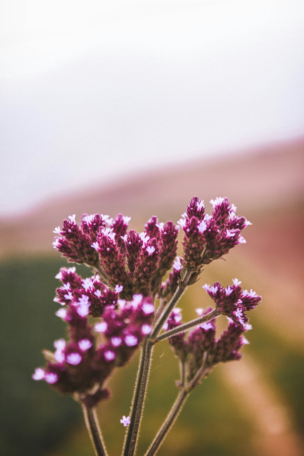 purple flower selective focus photography