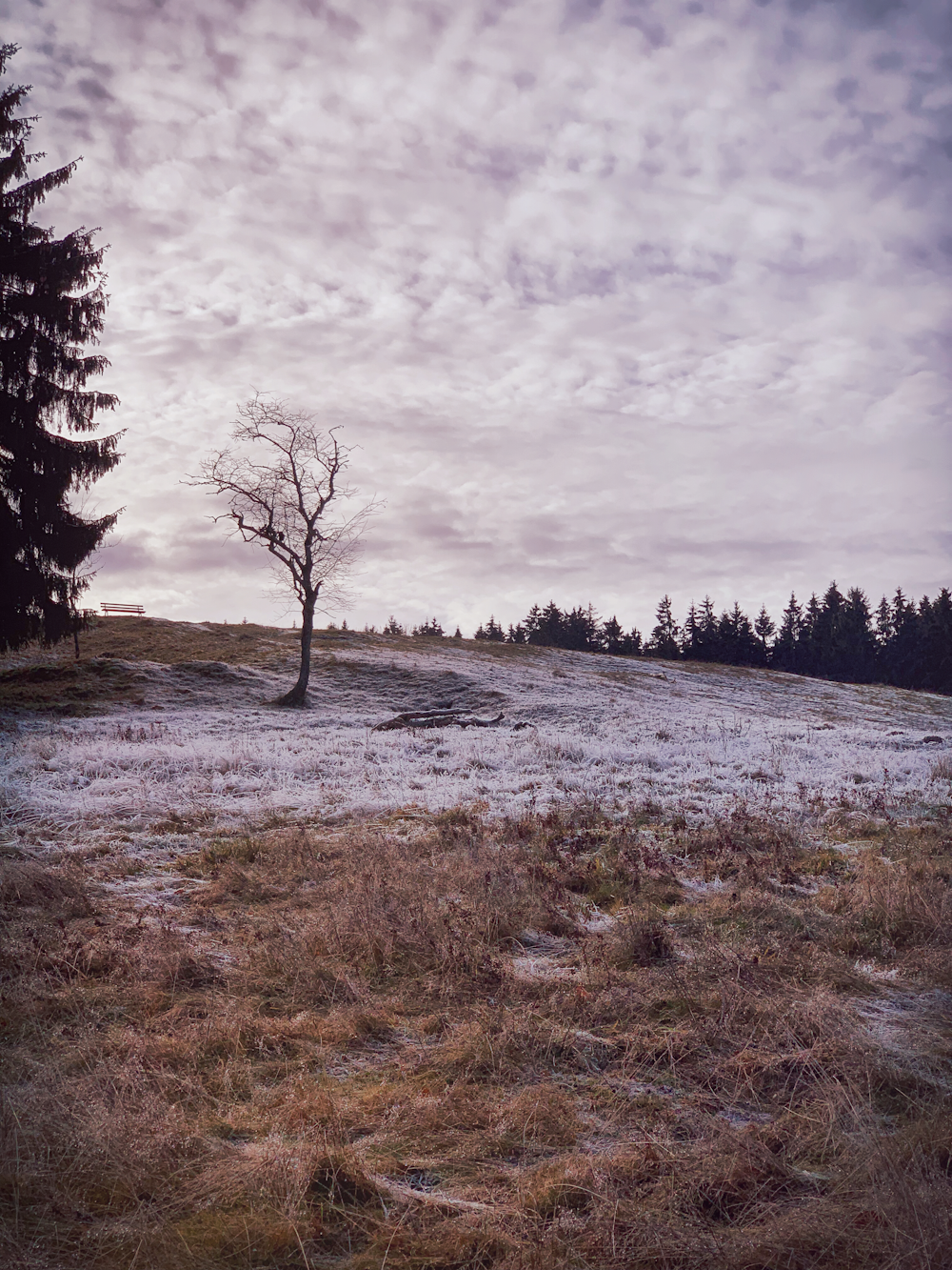 bare tree beside dirt road and leafed trees during day