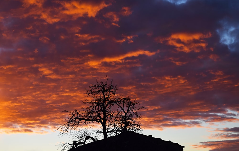 silhouette of bare tree