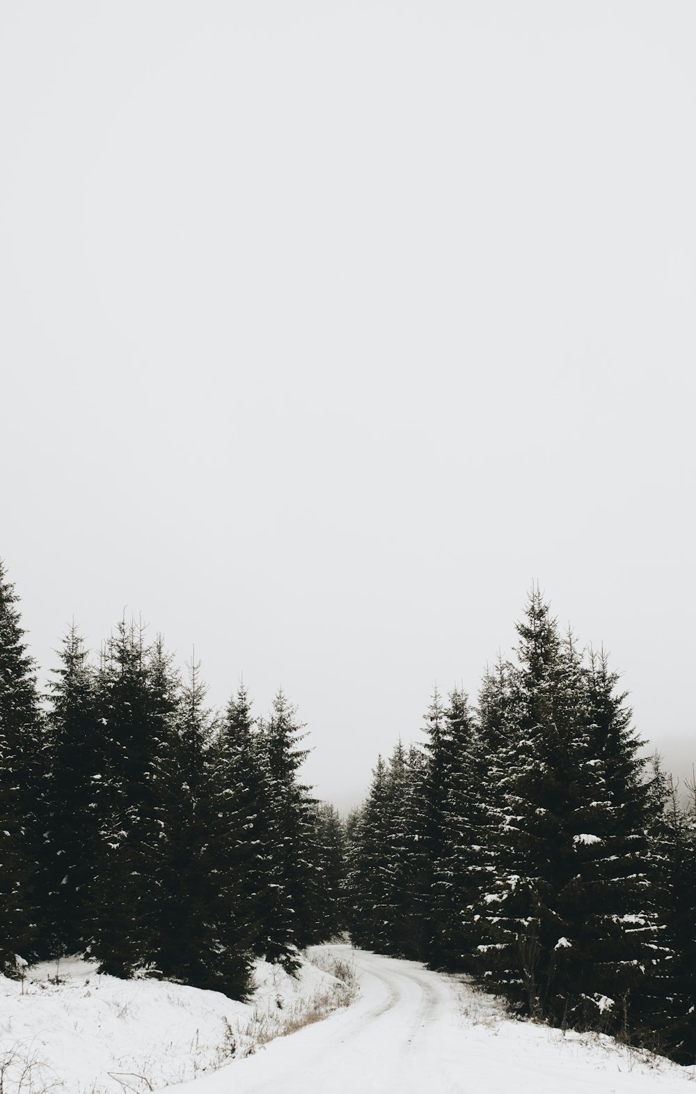 pine and snow covered field