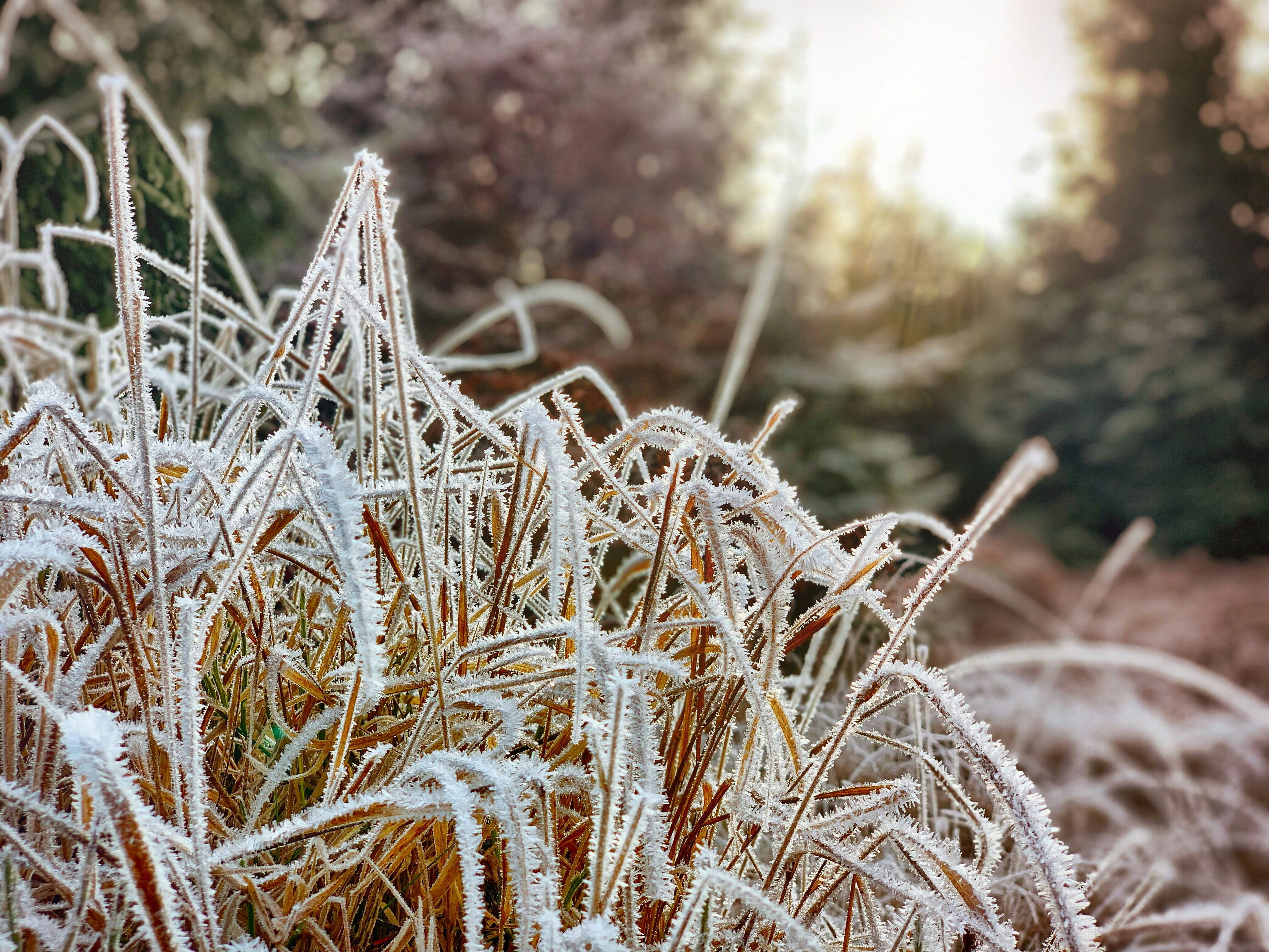 selective-focus photography of brown-leafed plant