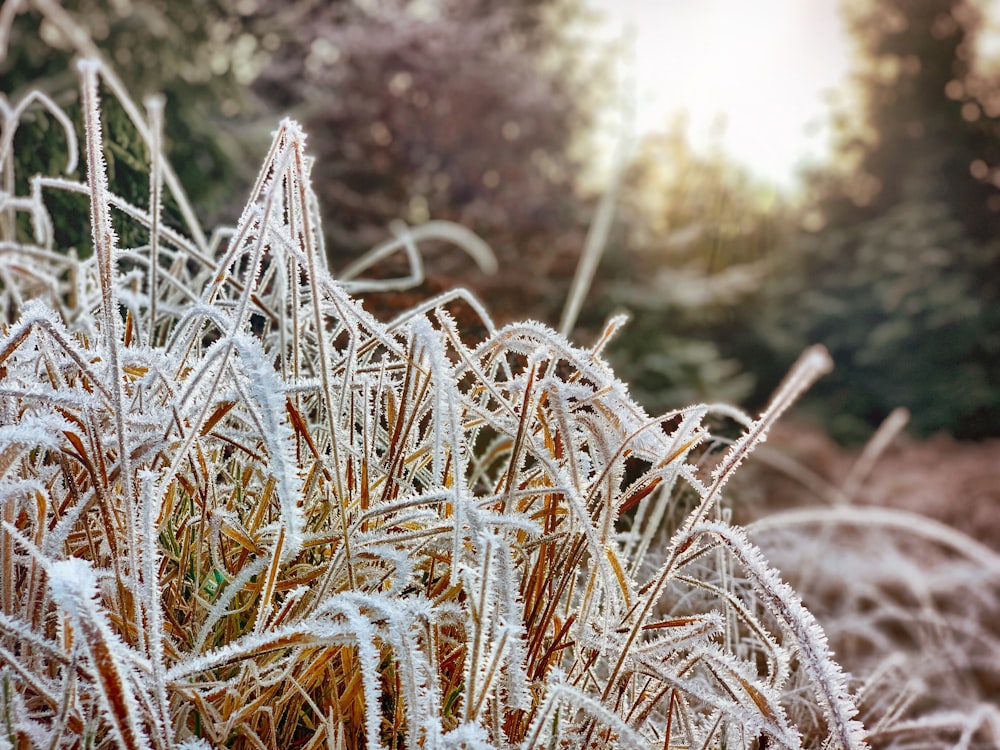 selective-focus photography of brown-leafed plant