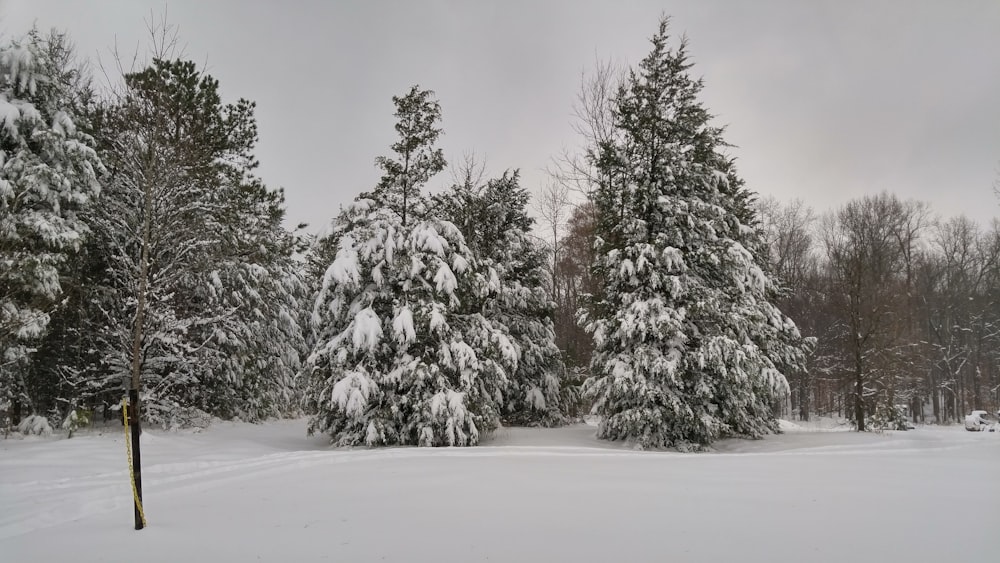 árvores cobertas de neve