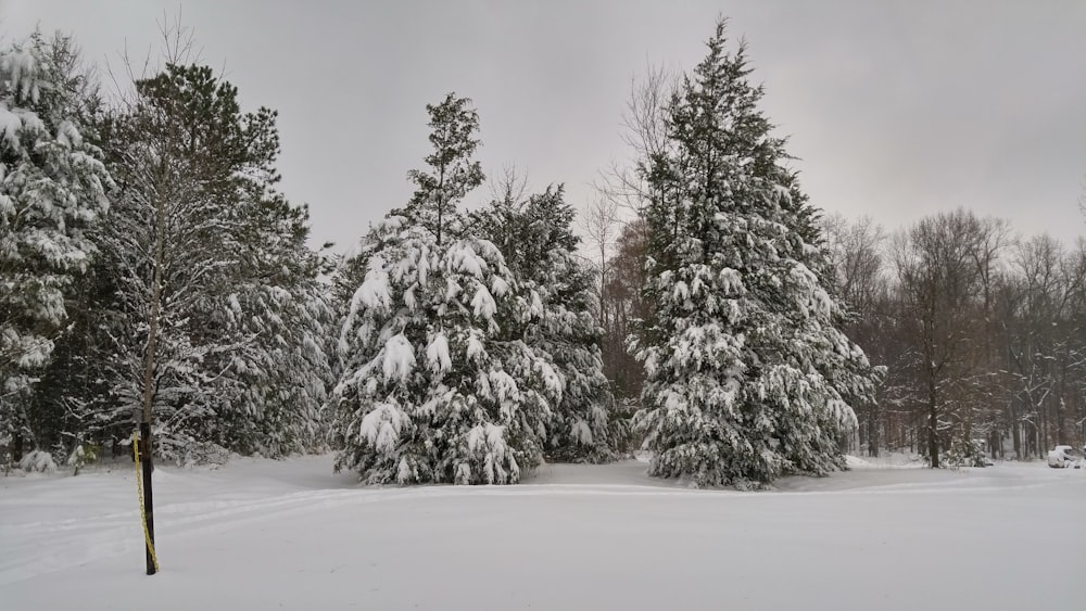 snow covered trees