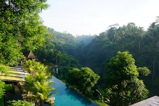 green trees beside clear body of water at daytime