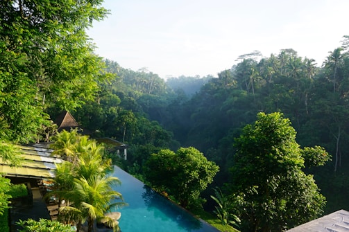 green trees beside clear body of water at daytime