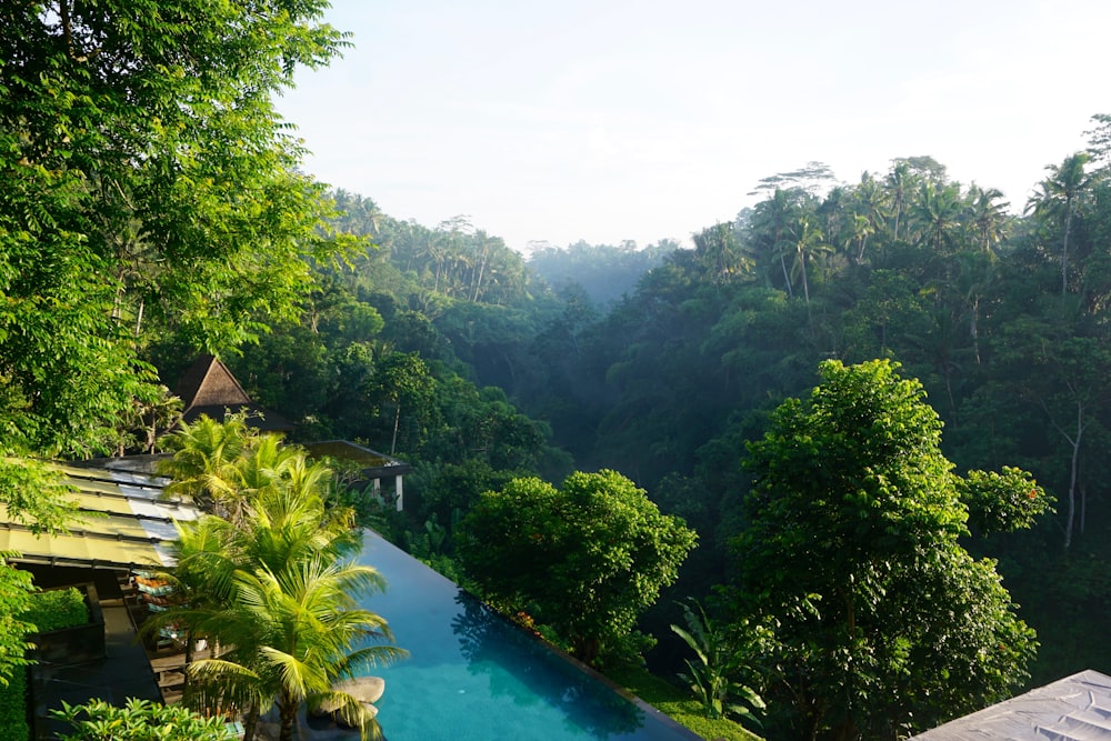 green trees beside clear body of water at daytime