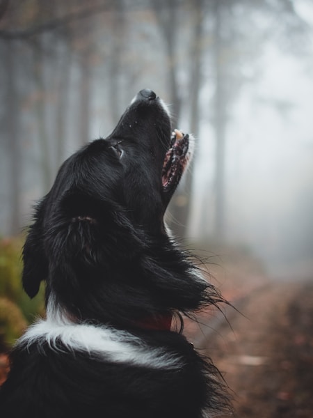 Dog Calming Signals: The Secret Language Dogs Use to Avoid Conflict