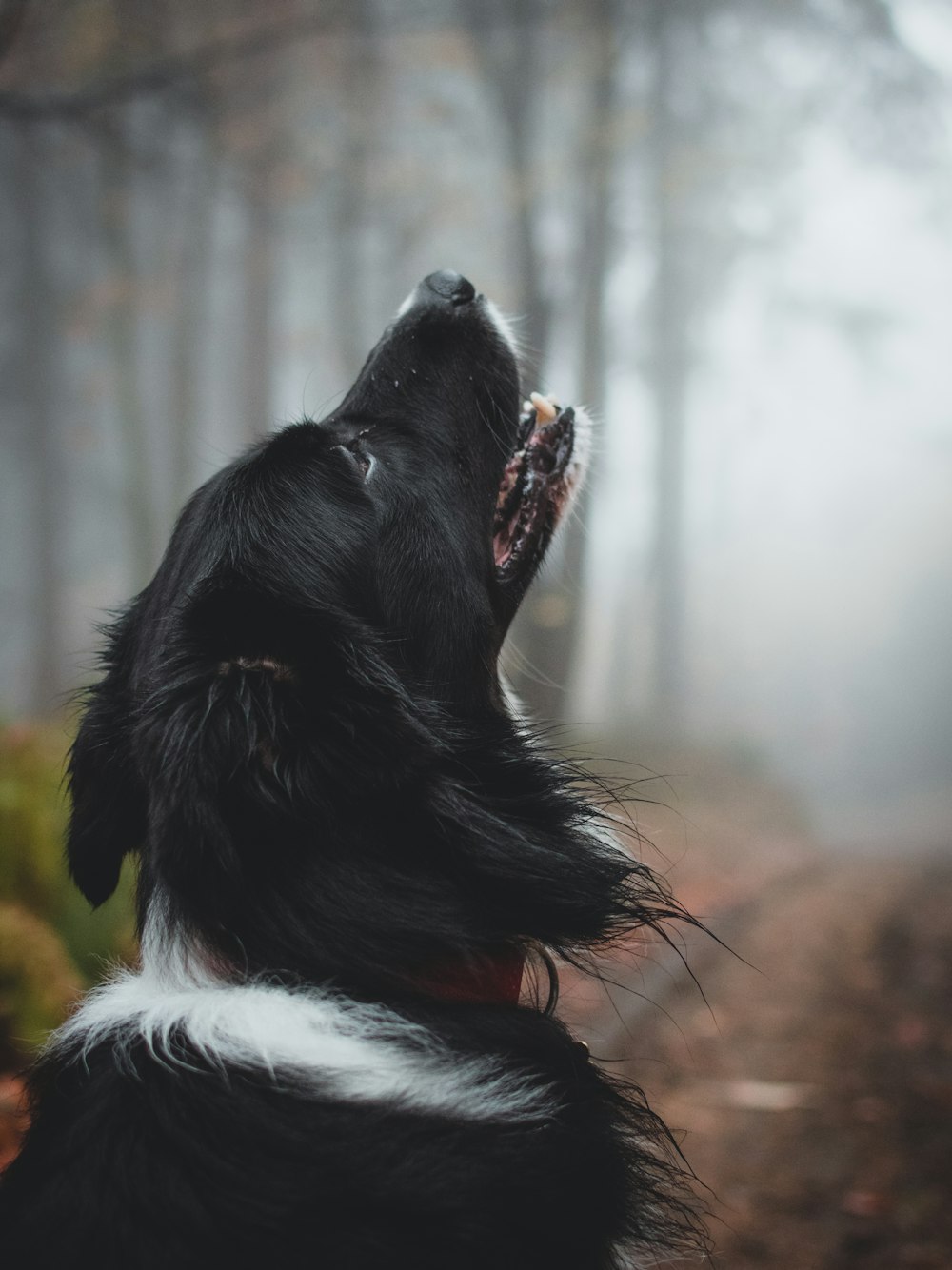 howling short-coat black and white dog under shade of trees