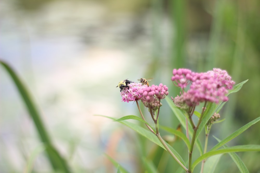 pink flowers in bloom