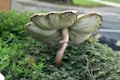 A large mushroom with a textured cap emerges from a cluster of green foliage. The underside of the mushroom is visible, showcasing its gills and sturdy stem. The background features a blurred view of a street and surrounding grassy area.