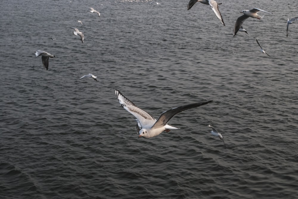 seagulls in flight over body of water