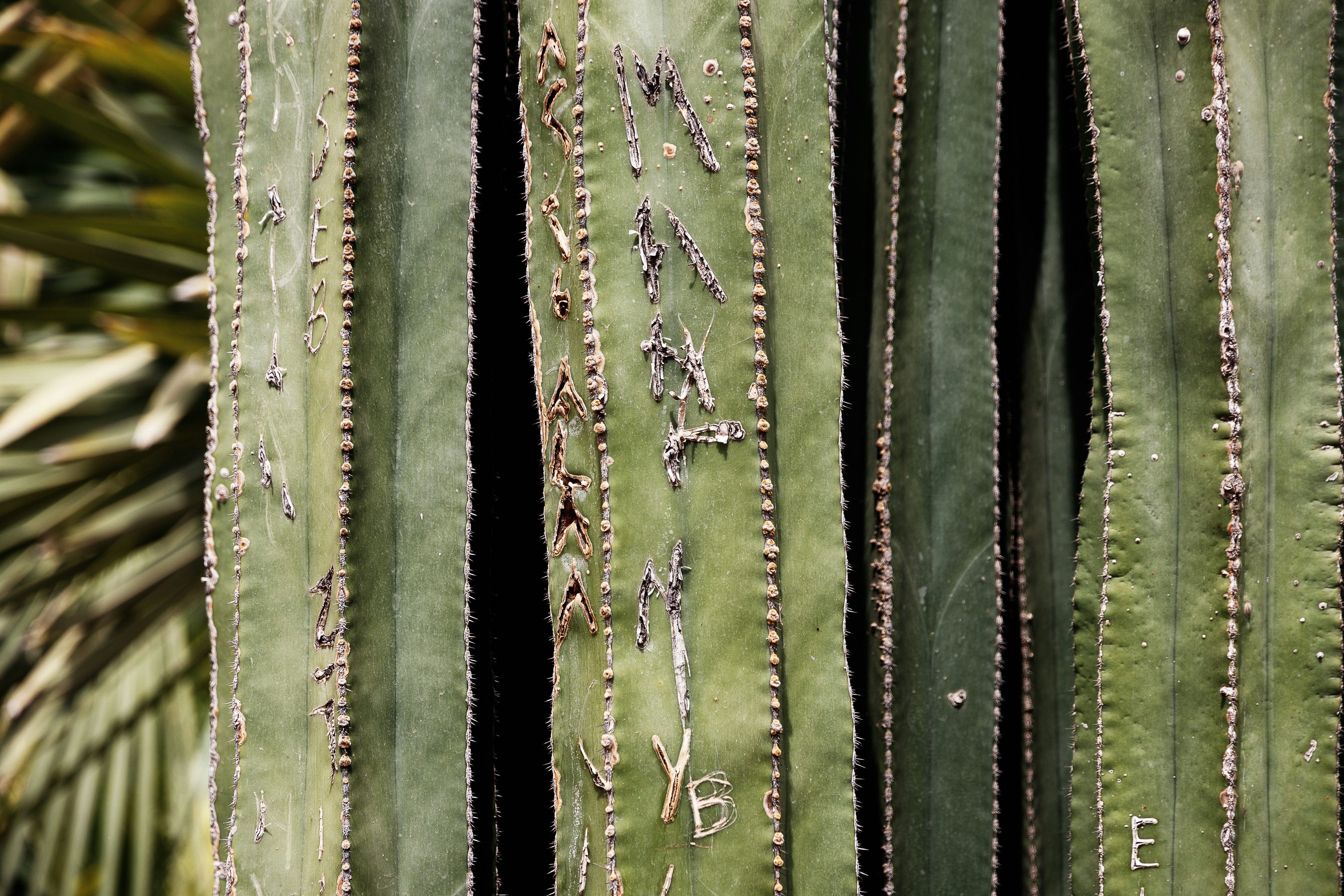 cactus