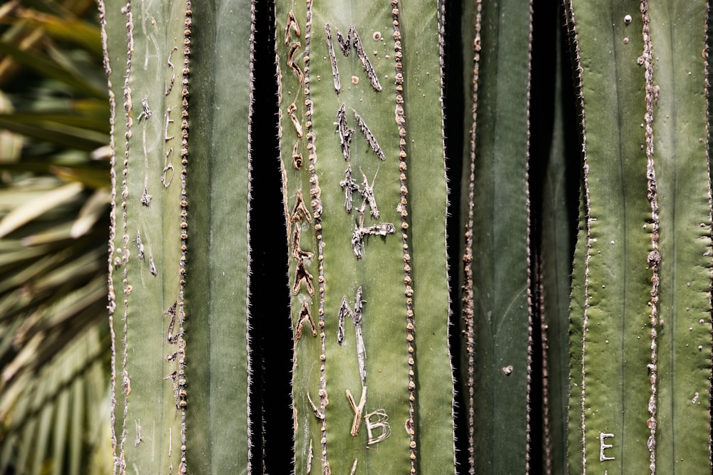 cactus