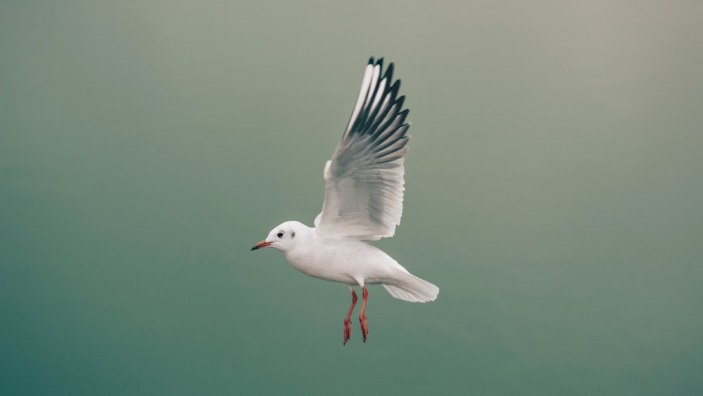 flying bird in selective focus photography