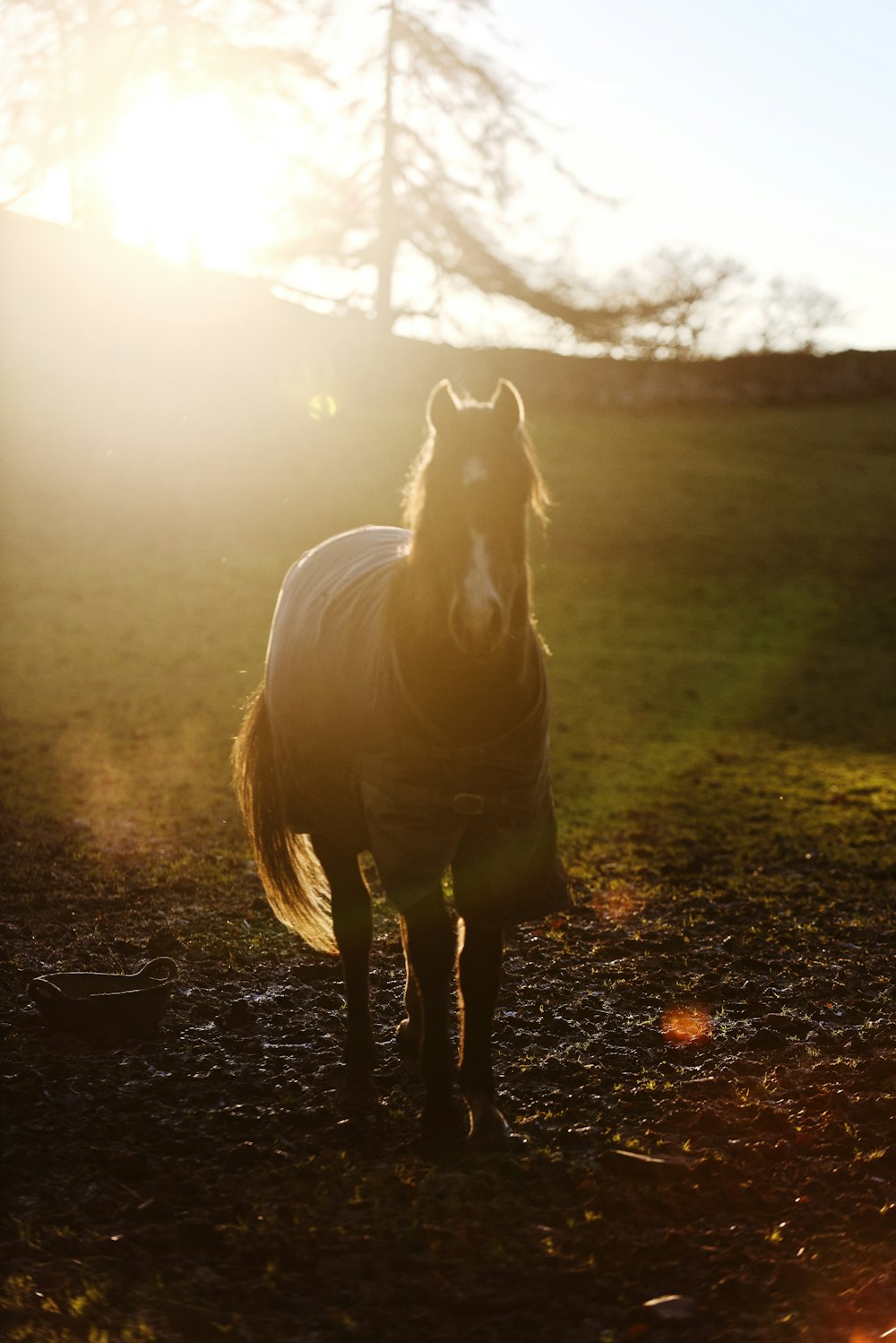Selektive Fokusfotografie von Pferden