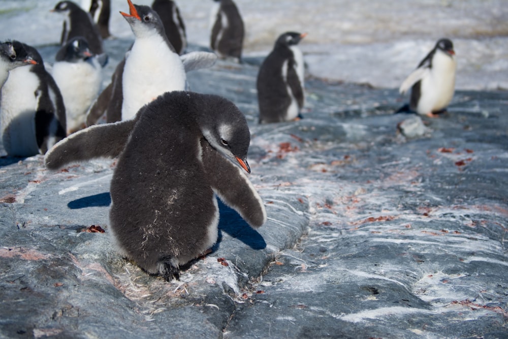Fotografía de enfoque selectivo de pingüinos
