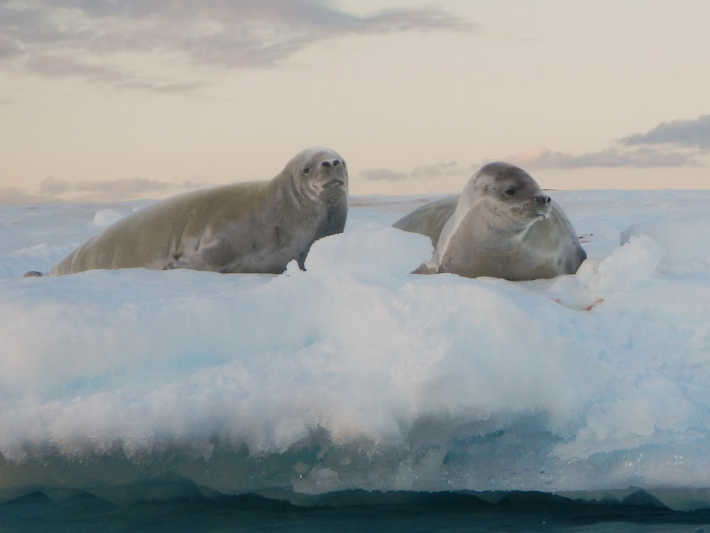 Fotografía de dos leones marinos