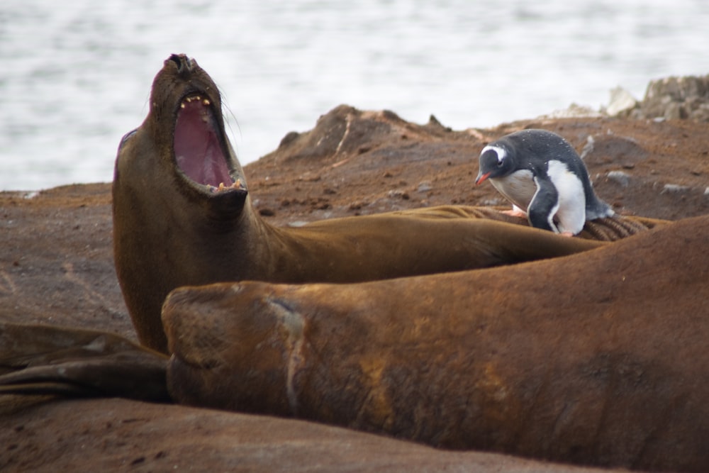 Pinguim na foca marrom