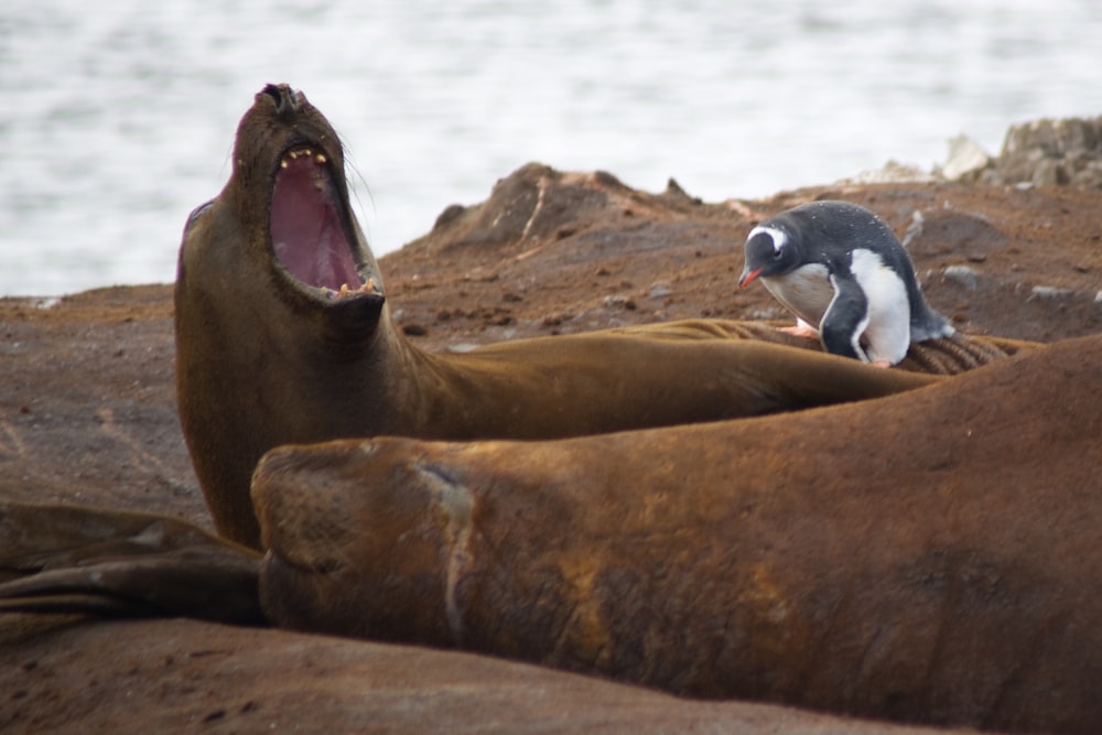 penguin on brown seal