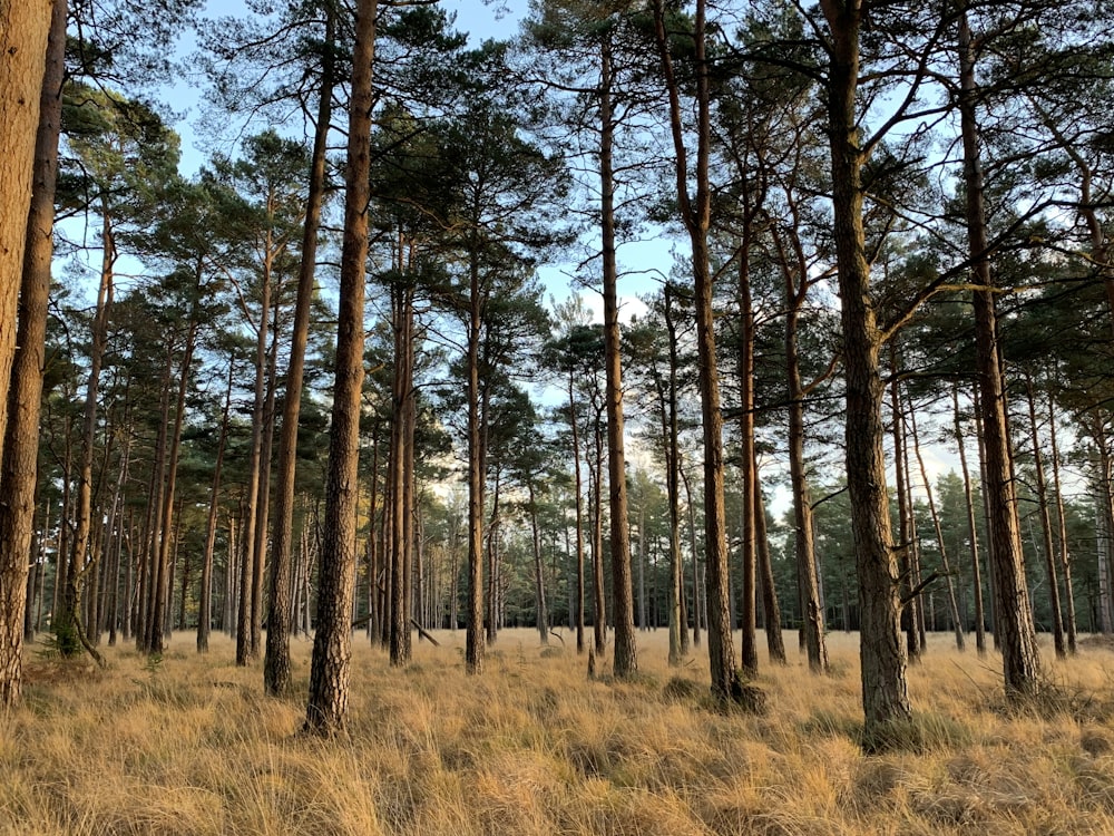 green-leafed trees