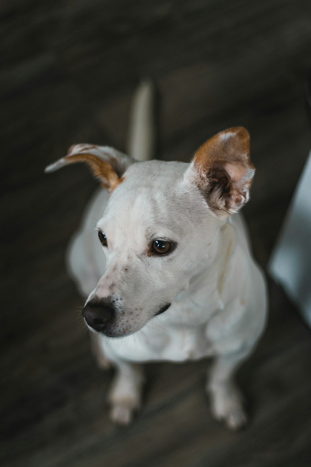 white puppy close-up