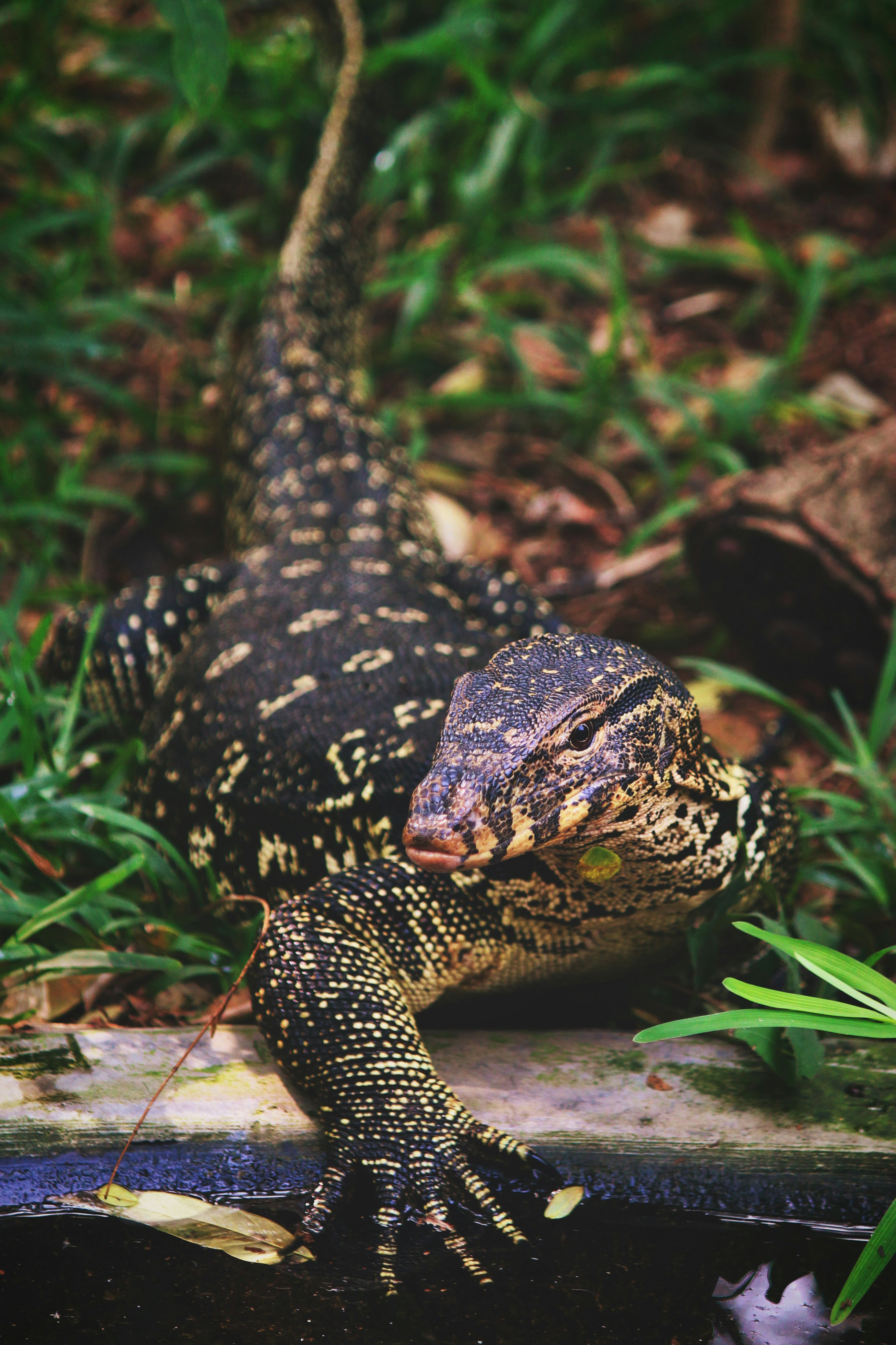 The Asian Water Monitor or water dragon in India