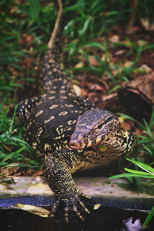 brown 4-legged animal on green grass field in Madras Crocodile Bank Trust India