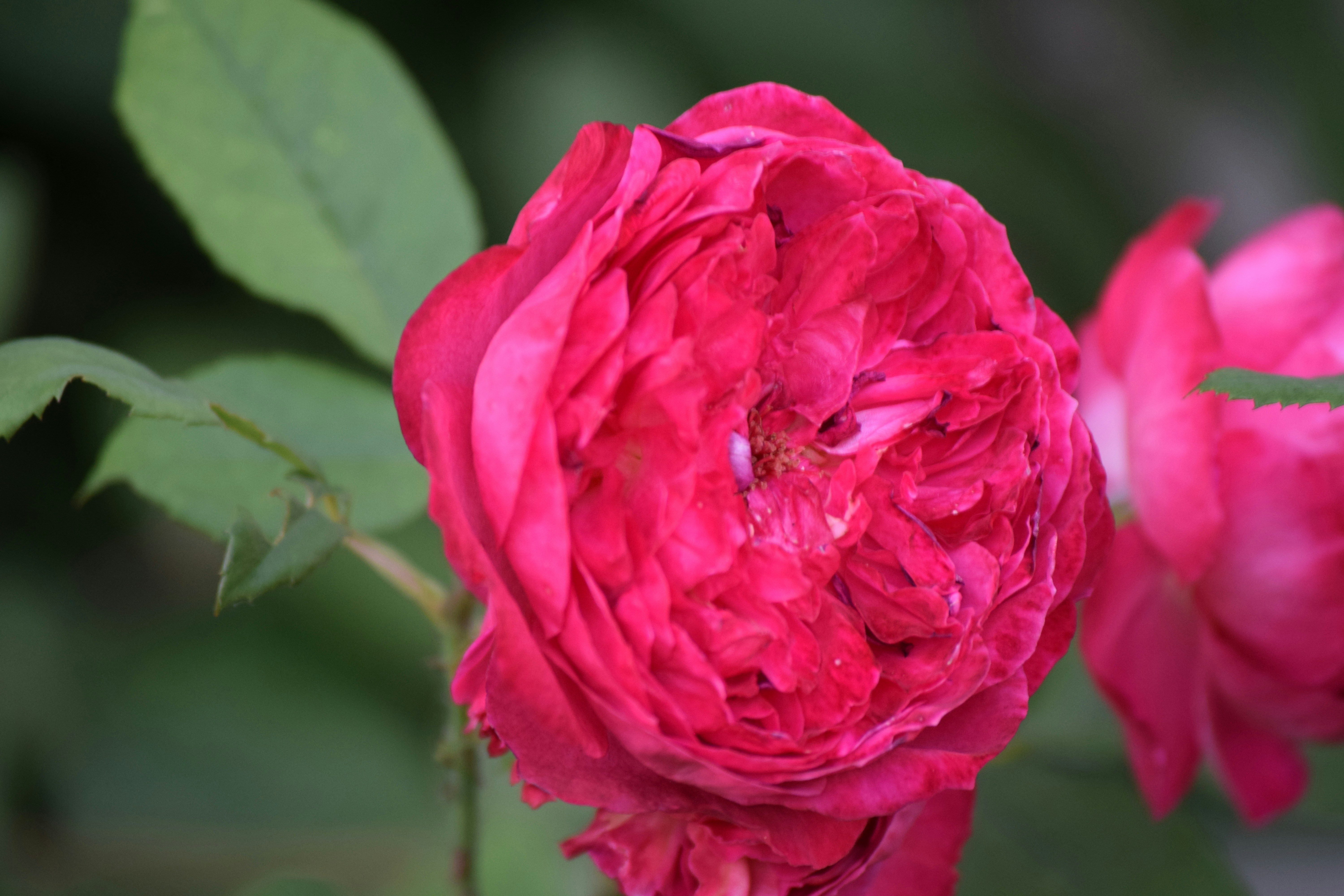 Photo by mambapoint45