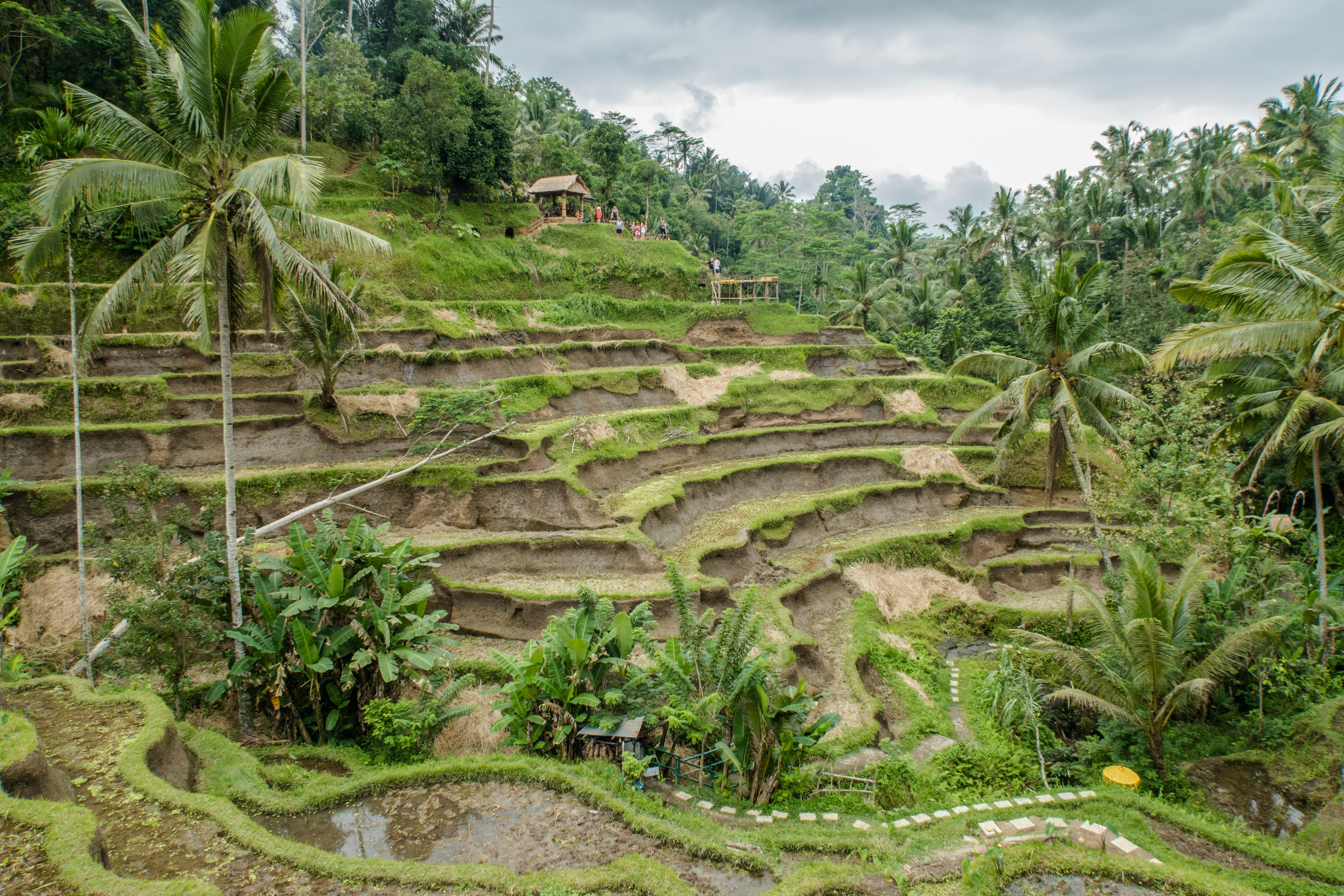 Tegalalang Rice Terrace Bali Indonesia Pictures Download