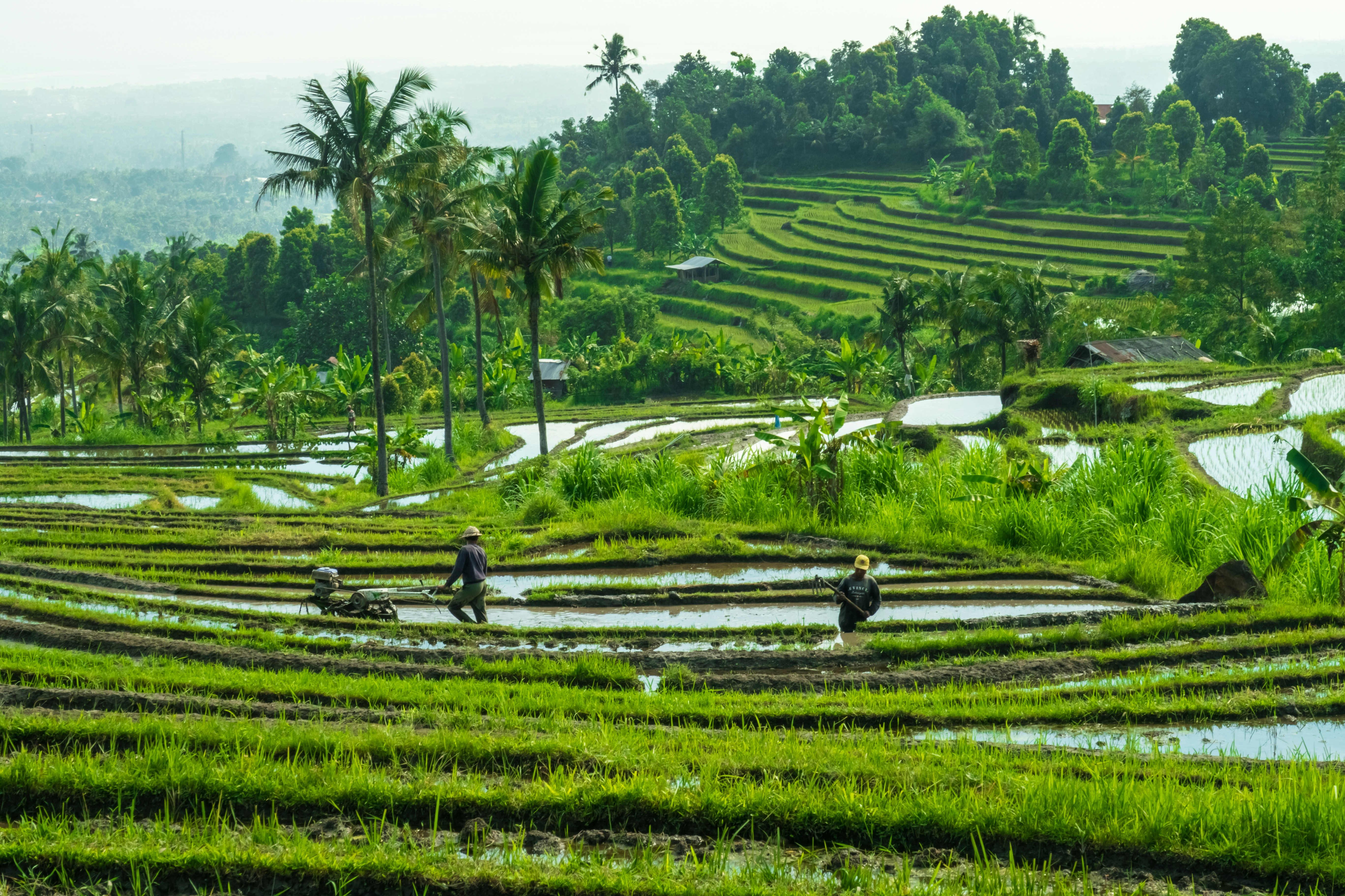 green crop field during daytime, 