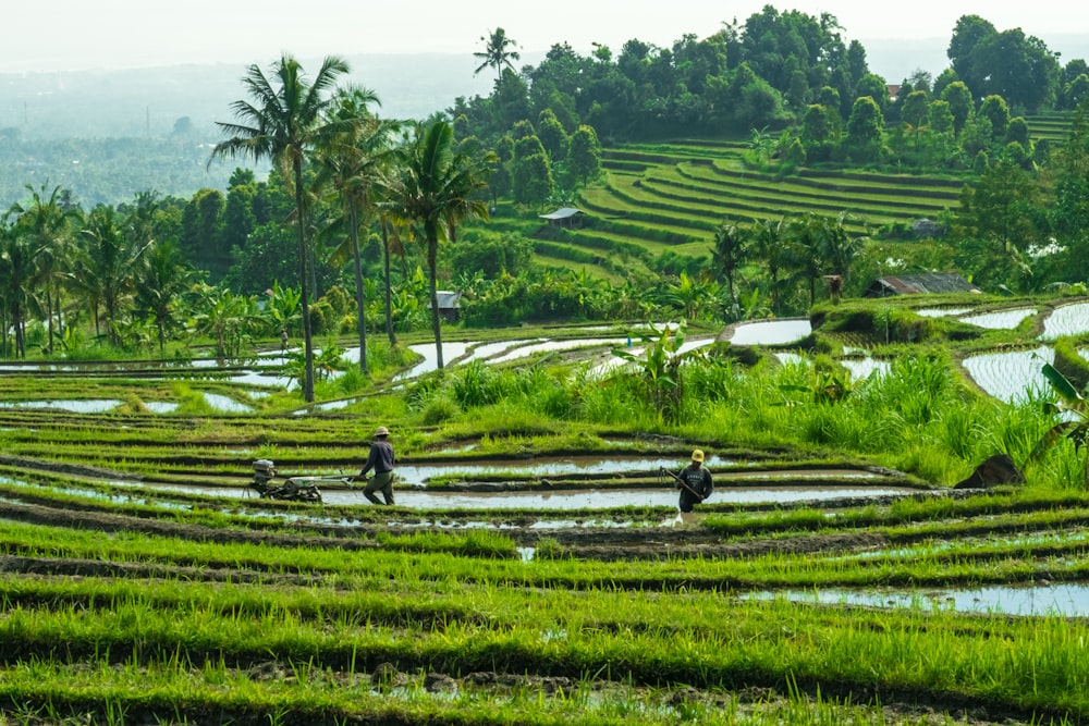 green crop field during daytime