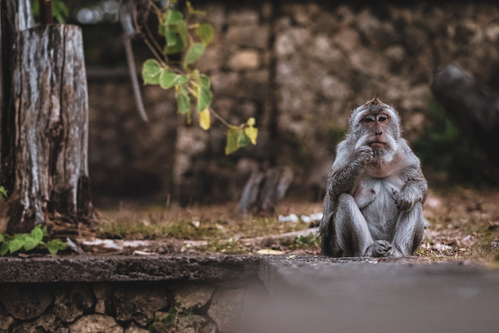 monkey sitting on grey concrete bench during daytime