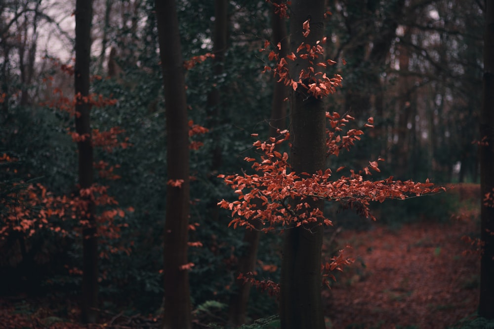 brown trees