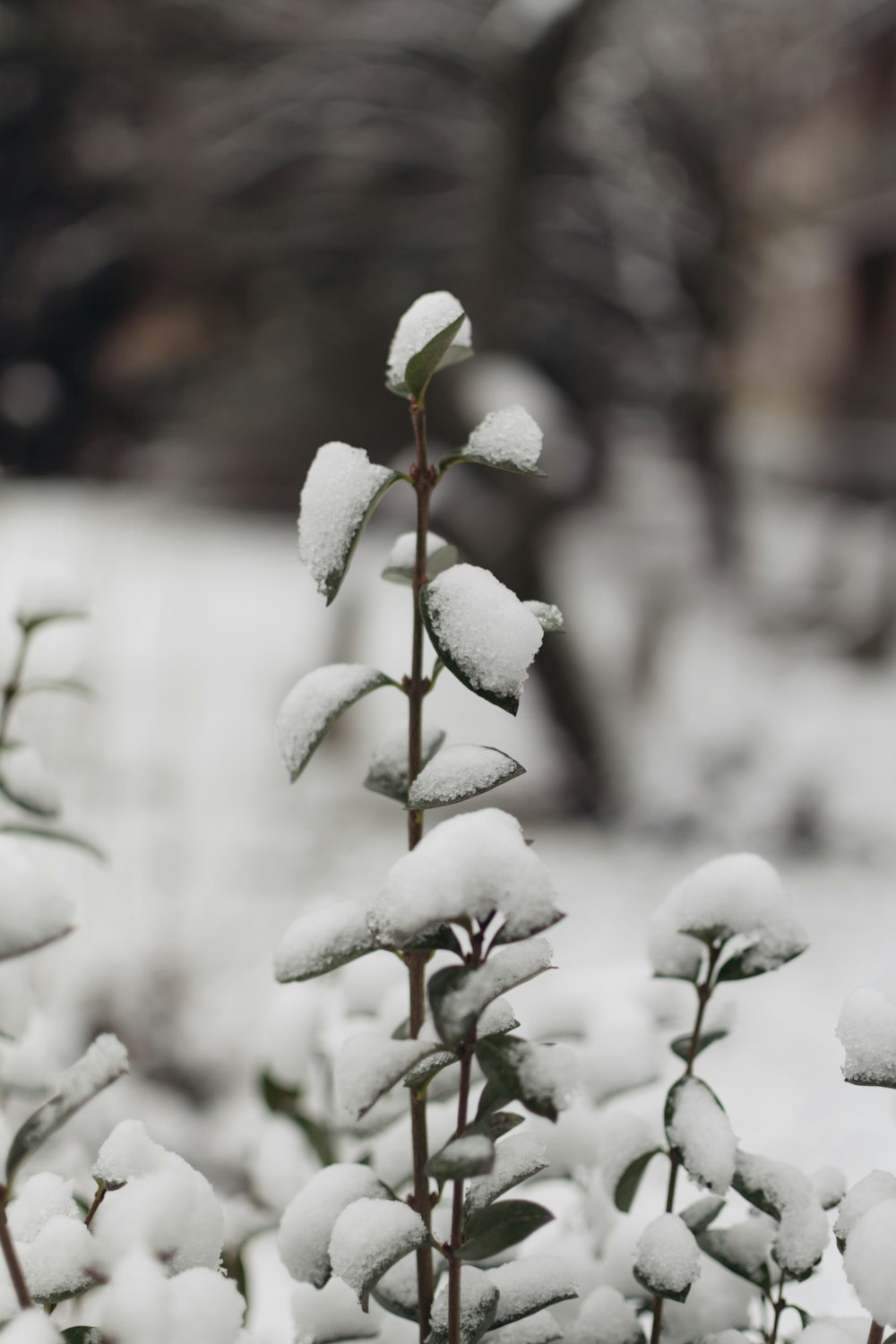 Planta de hojas verdes cubierta de nieve en fotografía de enfoque selectivo