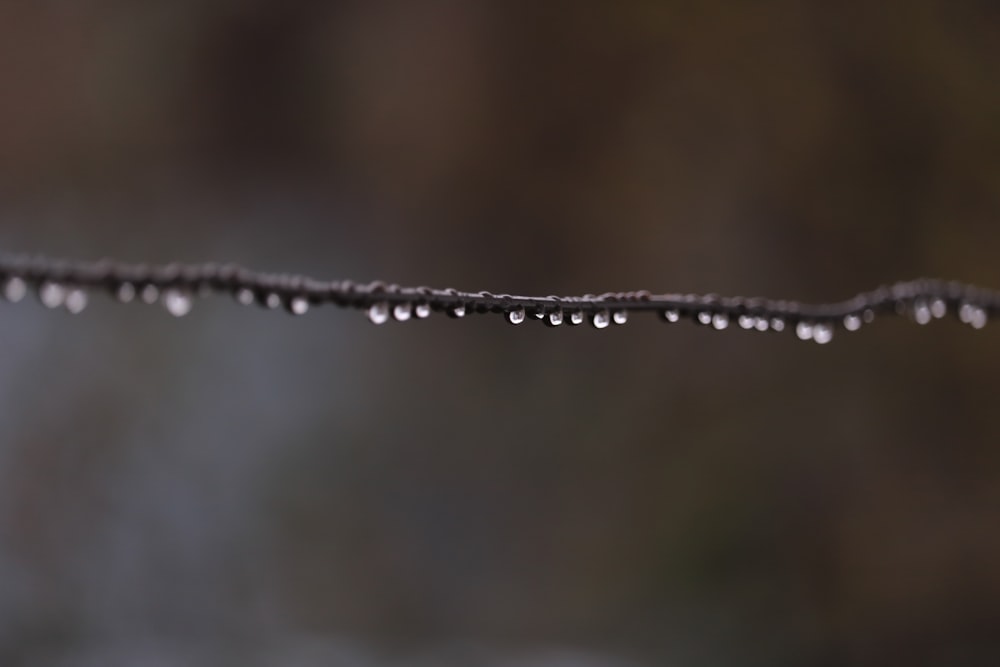 water dew on tree branch