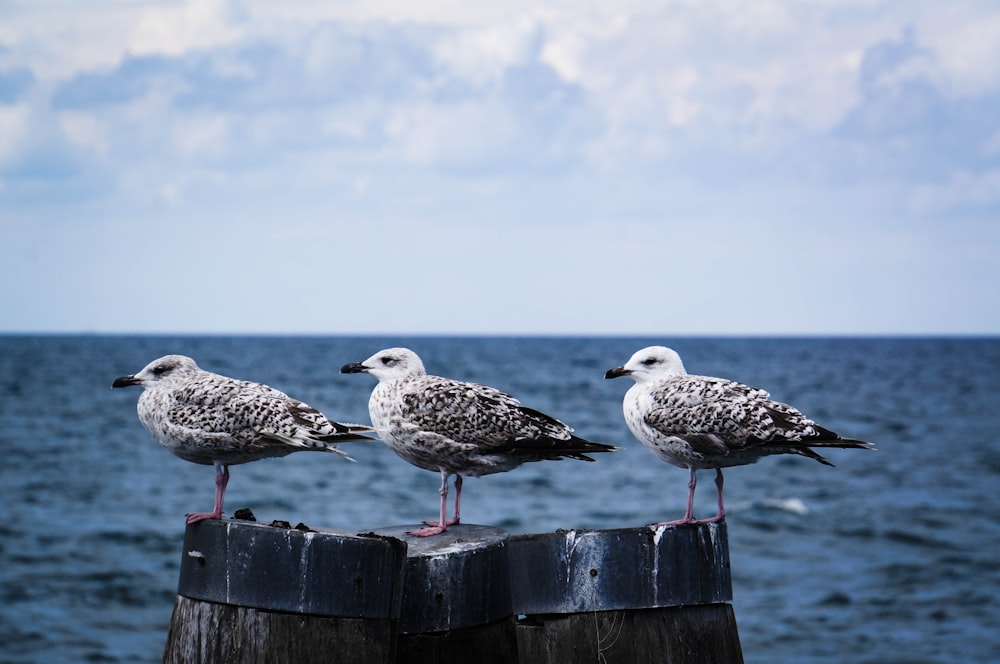 three beige and white birds on wood