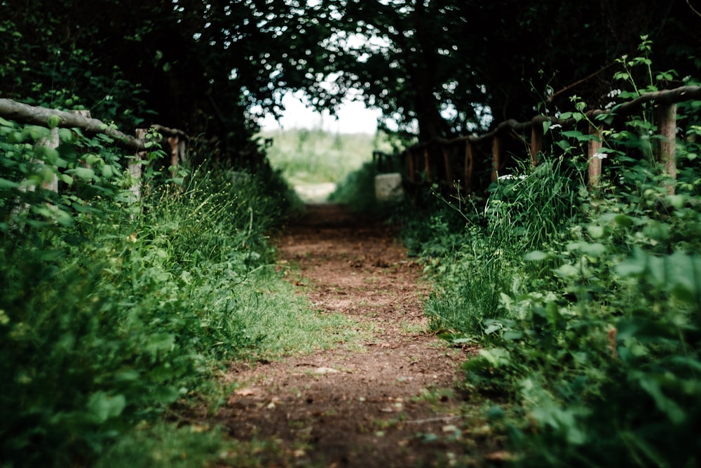 camino vacío entre la hierba