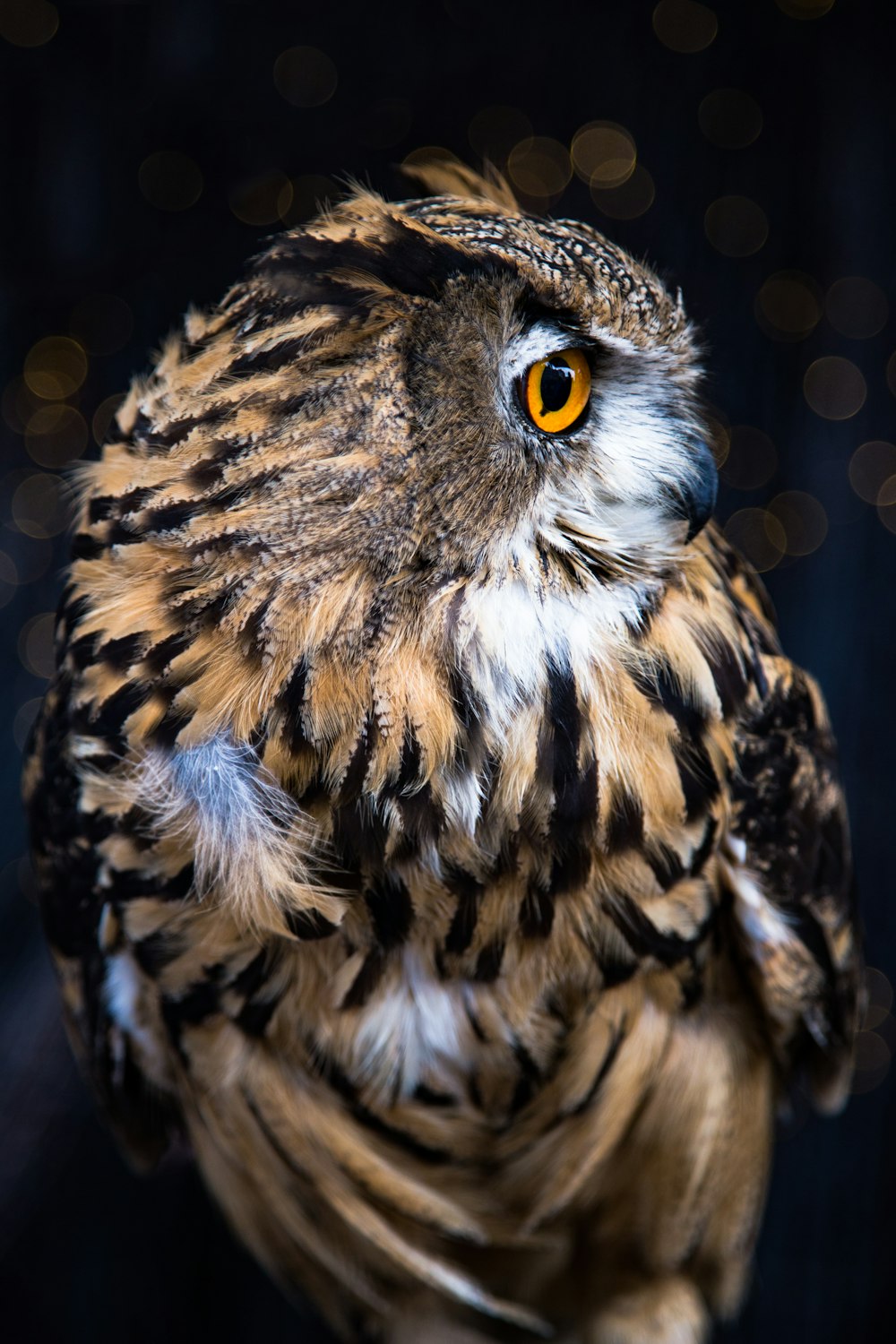 brown barn owl