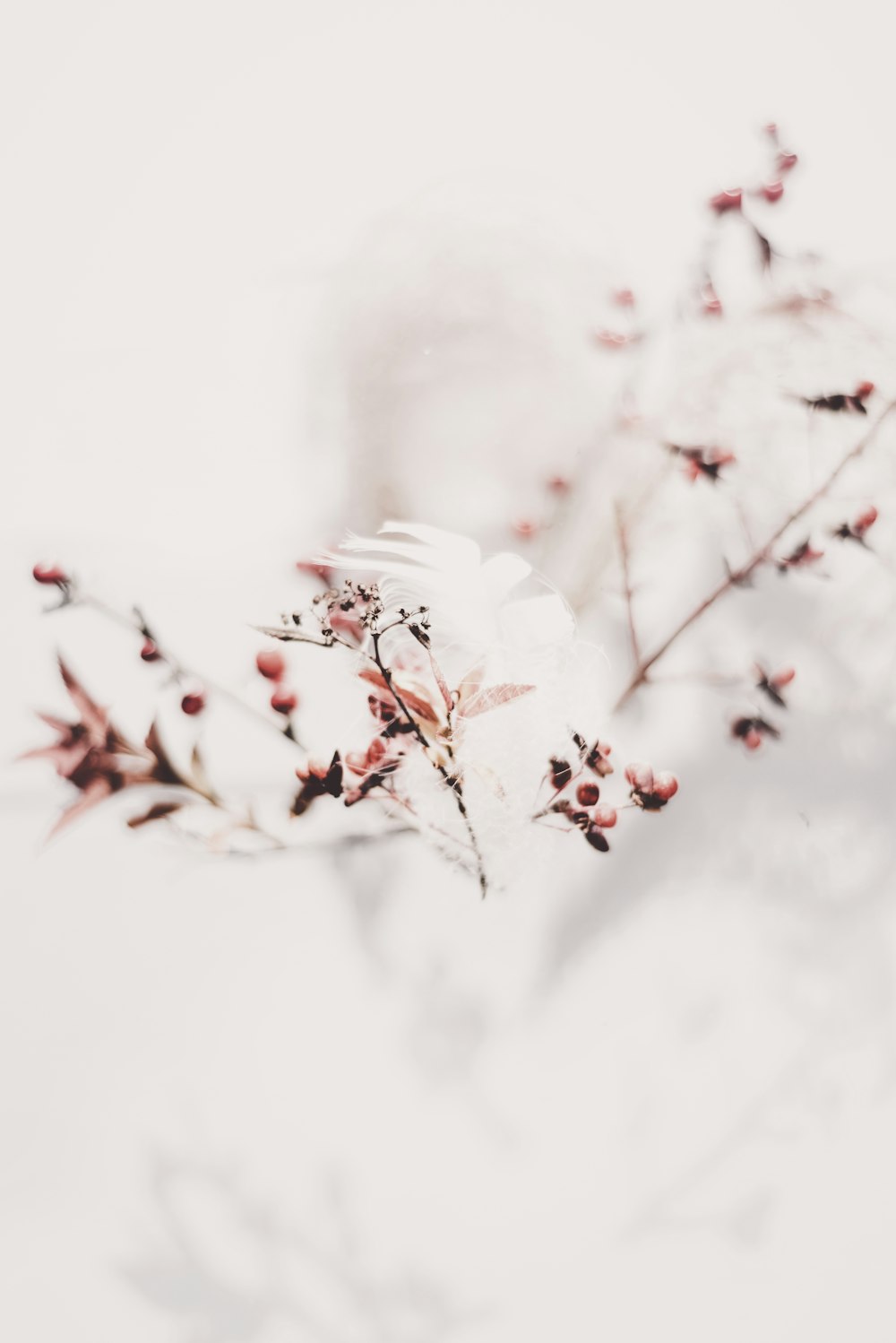 red petaled flower