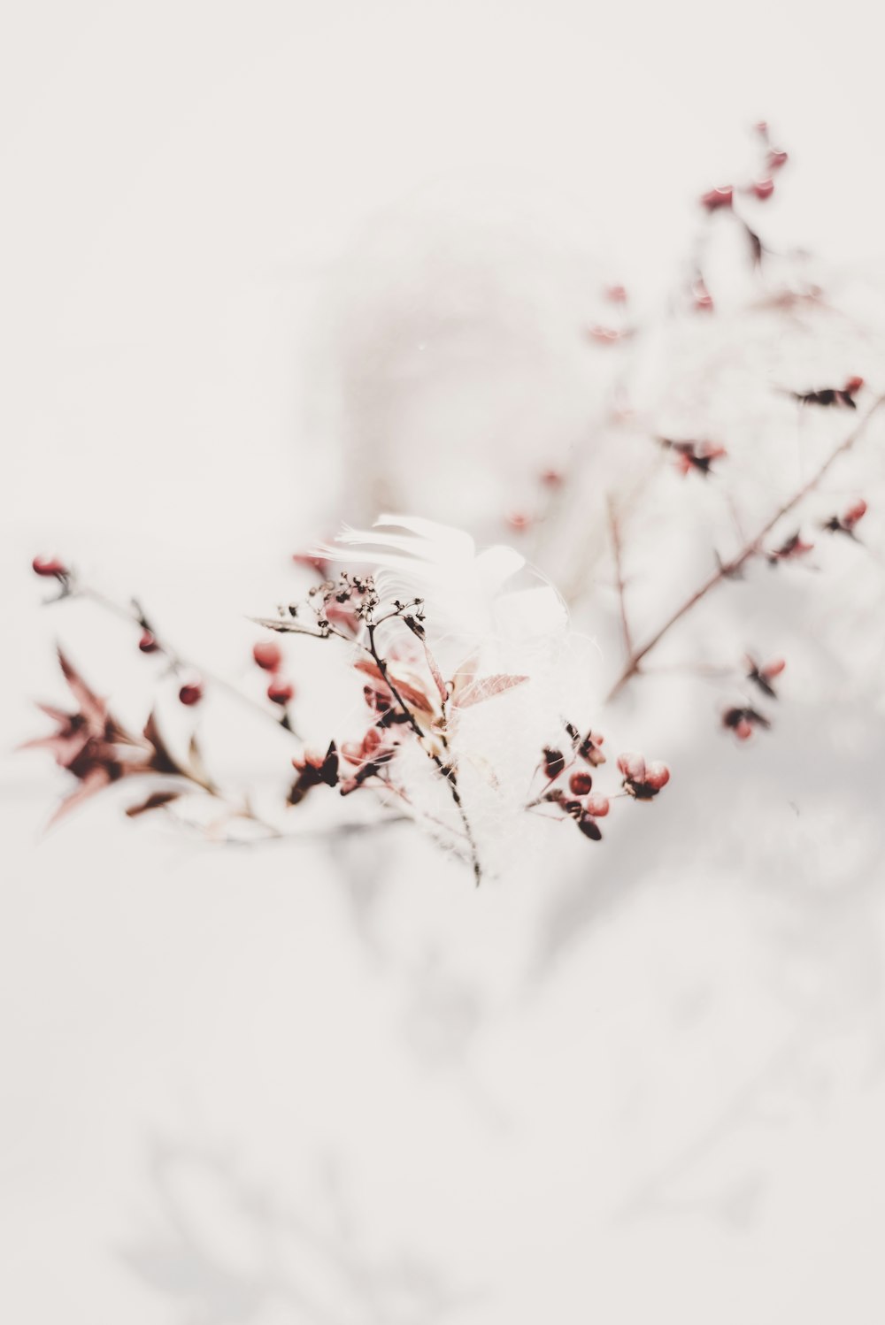 Winter Flower Pictures | Download Free Images on Unsplash