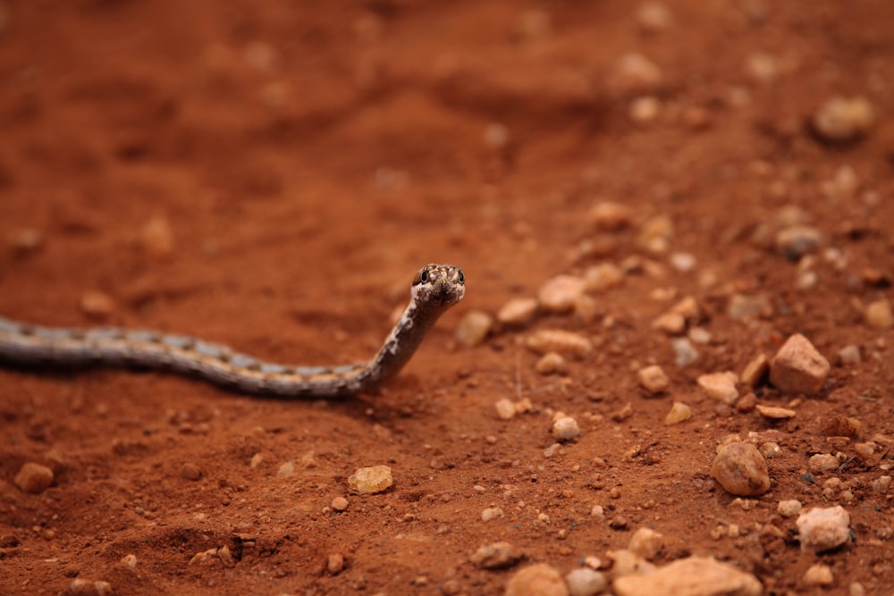 brown tiny snake crawling on dirt soil