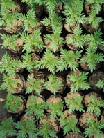 Self-watering plastic pots lined up on a flower shop shelf, ready for new homes.