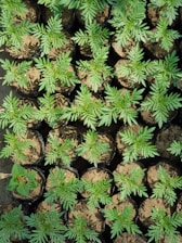 A collection of small plants growing in individual black plastic pots filled with soil. The plants have vibrant green leaves, and one pot contains a plant with a small red flower. The arrangement is orderly, suggesting an organized gardening or nursery setting.