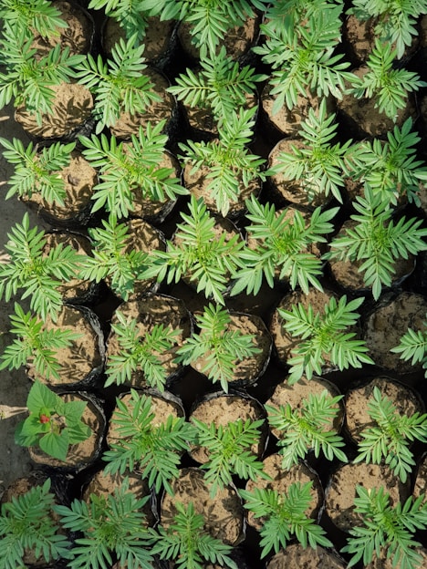A collection of small plants growing in individual black plastic pots filled with soil. The plants have vibrant green leaves, and one pot contains a plant with a small red flower. The arrangement is orderly, suggesting an organized gardening or nursery setting.