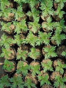 A collection of small plants growing in individual black plastic pots filled with soil. The plants have vibrant green leaves, and one pot contains a plant with a small red flower. The arrangement is orderly, suggesting an organized gardening or nursery setting.