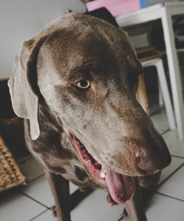 Close-up of a happy dog enjoying a tasty treat in a cozy home setting