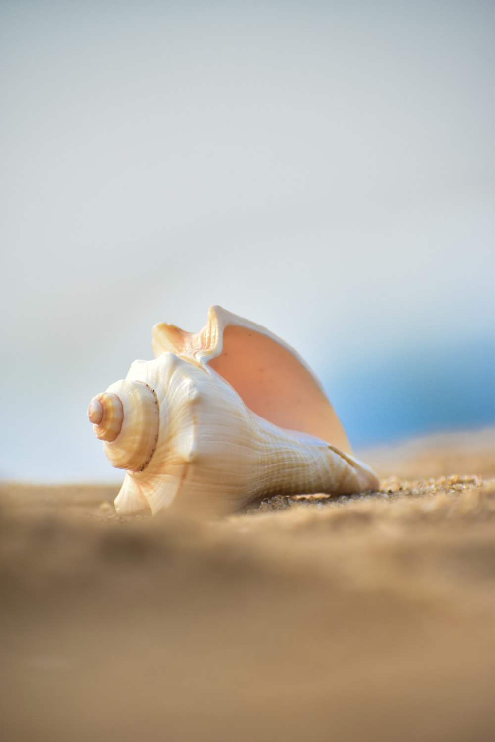 shallow focus photography of white conch